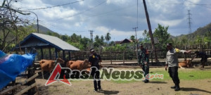 Babinsa Koramil 1628-02/Seteluk Bersama Dinas Terkait Laksanakan Registrasi Ternak Tahun 2025