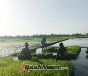 TNI-AD Dukung Ketahanan Pangan, Babinsa Ikut Cabut Bibit Padi Bersama Petani
