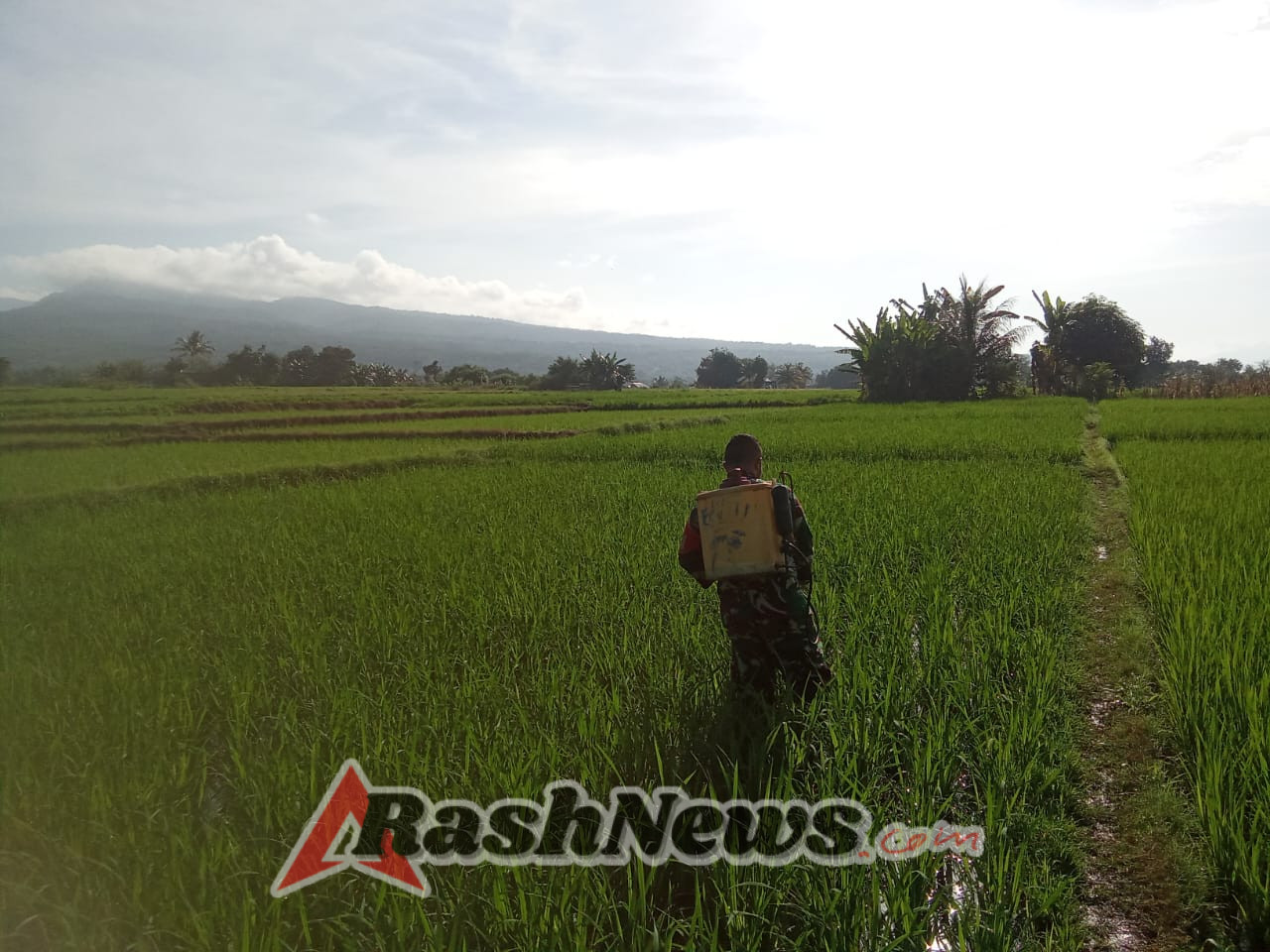 Koramil 1612 Hadirkan Babinsa Dekat Petani: Edukasi & Aksi Nyata di Lahan Pangan