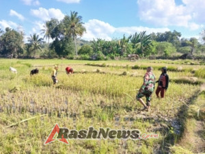 Babinsa Koramil 1618-04/Bisel Serka Yohanes Banfatin Turun ke Sawah, Bantu Warga Binaan Panen Padi di Kelurahan Bitauni