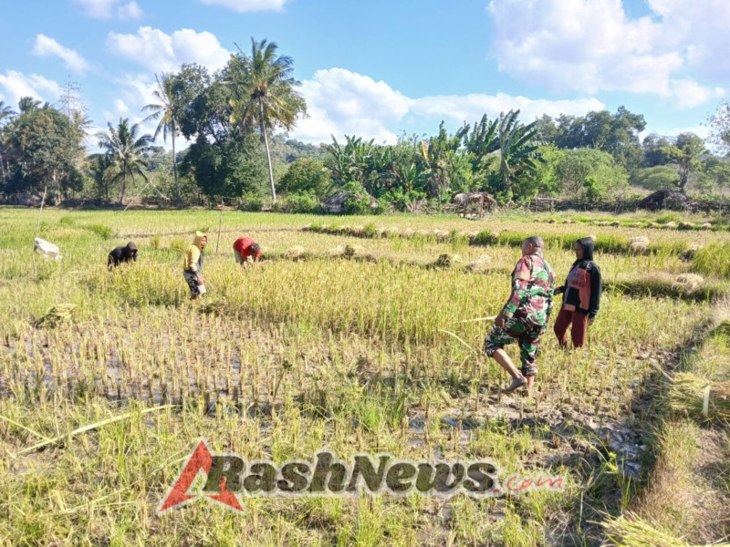 Babinsa Koramil 1618-04/Bisel Serka Yohanes Banfatin Turun ke Sawah, Bantu Warga Binaan Panen Padi di Kelurahan Bitauni