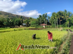 Babinsa Hulnani dan Petani Te’maeh Gotong Royong Bersihkan Sawah Padi
