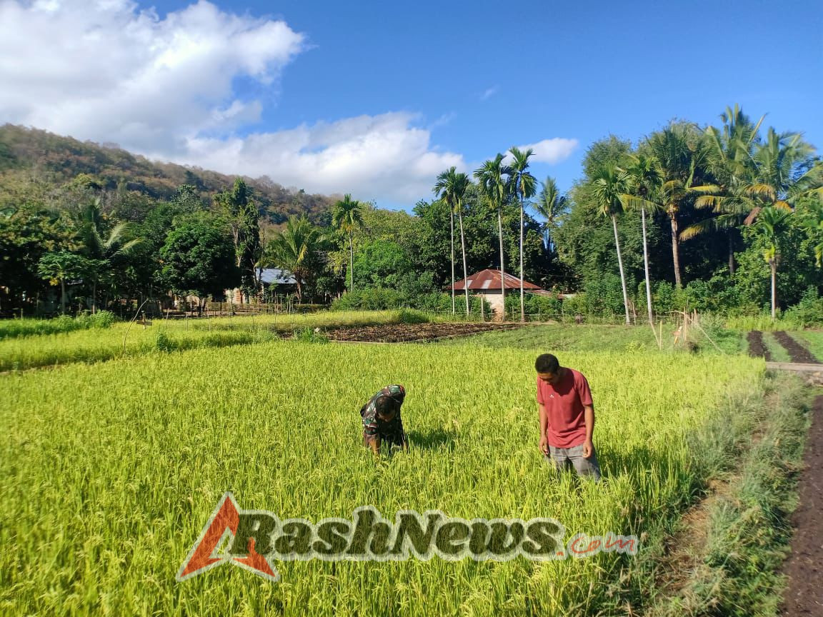 Babinsa Hulnani dan Petani Te’maeh Gotong Royong Bersihkan Sawah Padi