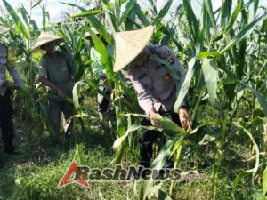 Polsek Abiansemal Perkuat Kemitraan Lewat Panen Raya Jagung Bersama Warga