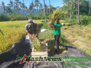 Sinergi TNI dan Petani: Babinsa dan PPL Pertanian Lakukan Pengubinan Padi di Subak Gerokgak