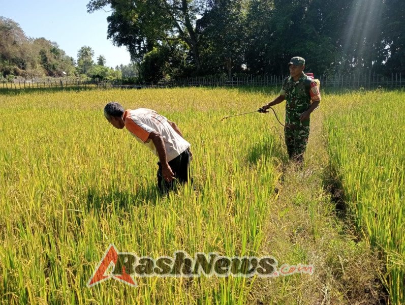 Babinsa Koramil 1602-04/Maurole Gencarkan Komsos dan Pemantauan Pertanian