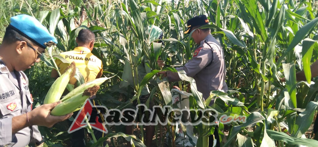 Polsek Sukawati Dukung Ketahanan Pangan Lewat Panen Jagung Bersama Petani