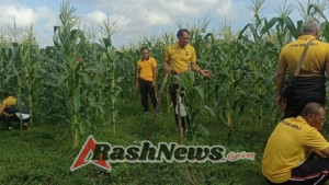 Kapolsek Marga Pimpin Personil Melaksanakan Perawatan Tanaman Jagung