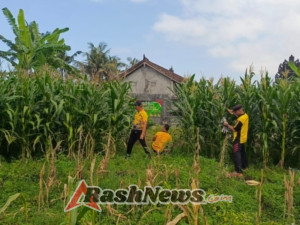 Kapolsek Selemadeg barat pimpin perawatan tanaman Jagung usia 2 bulan di Desa Selabih
