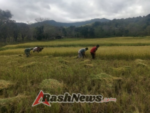 Panen Raya, Babinsa Karera Bersama Warga Desa Nggongi Turun ke Sawah