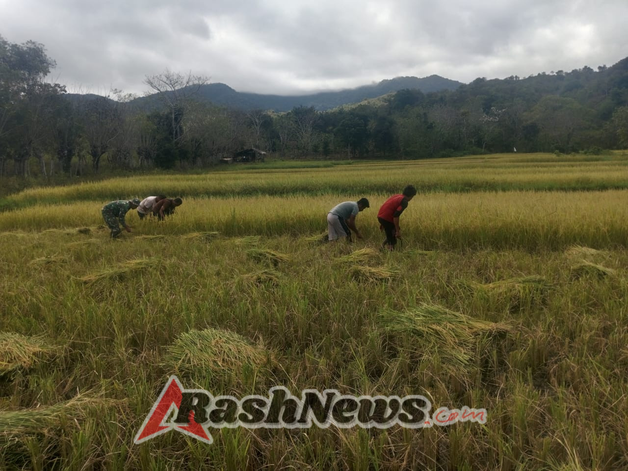 Panen Raya, Babinsa Karera Bersama Warga Desa Nggongi Turun ke Sawah