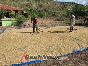 Babinsa Kodim 1601/Sumba Timur Aktif Bantu Petani Desa Wulla