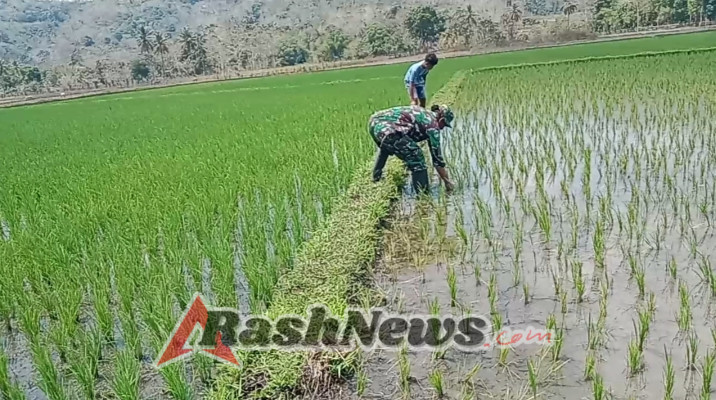 Babinsa Koramil 04/Tabundung Dukung Ketahanan Pangan di Praing Kareha