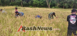 Babinsa Kodim 1601/Sumba Timur Dukung Ketahanan Pangan Lewat Pendampingan Petani
