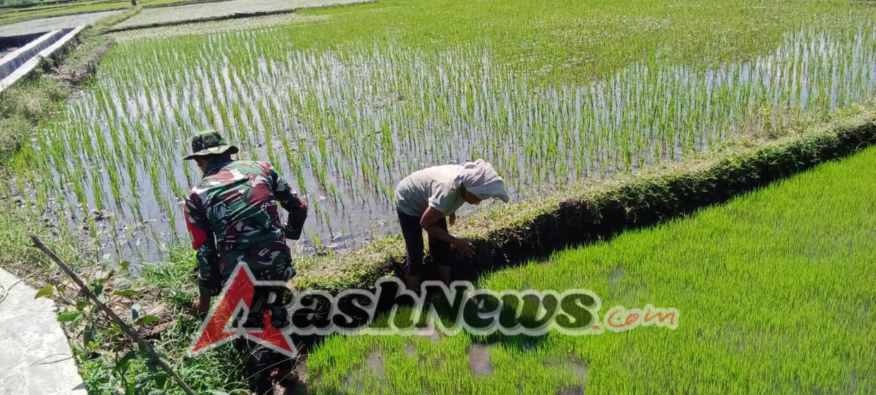 Dekat dengan Rakyat, Babinsa Koramil 1612-03/Borong Bina Petani Demi Hasil Panen Berkualitas