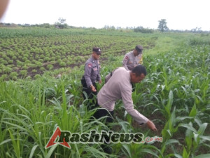 Swasembada Pangan Jagung, Polsek Blahbatuh Gelar Pemupukan Bersama Masyarakat