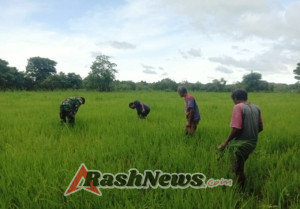 TNI Peduli Ketahanan Pangan, Babinsa Turun ke Sawah Cabut Rumput Padi