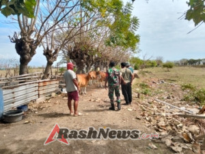 Sinergi Babinsa dan Dinas Pertanian, Register serta Vaksinasi Ternak Digelar di Desa Kiantar