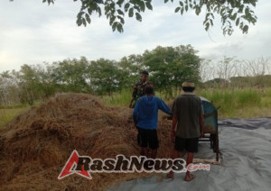 Babinsa Koramil 03/Pahunga Lodu Dampingi Petani Saat Panen