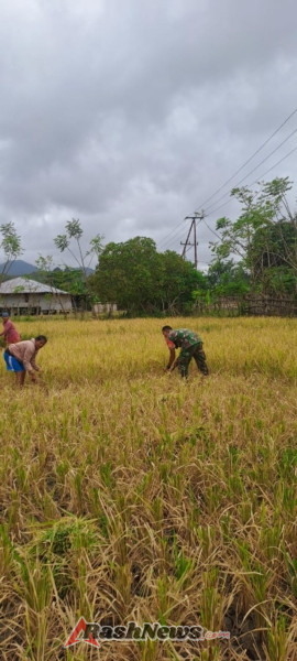 Tingkatkan Swasembada Pangan, Babinsa Koramil 06/Karera Dampingi Petani Panen