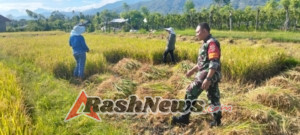 Buleleng Panen Raya: Babinsa Musi Dampingi Petani, Jaga Ketahanan Pangan Lokal