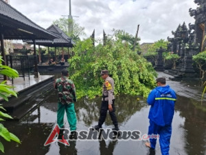 Pohon Beringin Tumbang di Pura Dalem Jimbaran, Penanganan Akan Dilaksanakan Usai Upacara Adat