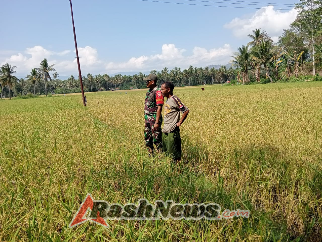 Kodim 1602/Ende Aktif Dampingi Petani di Desa Woloau dalam Upaya Ketahanan Pangan