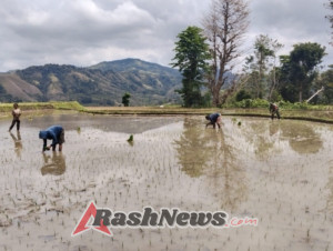 Kebersamaan TNI dan Rakyat, Babinsa Bantu Petani di Sumba Barat