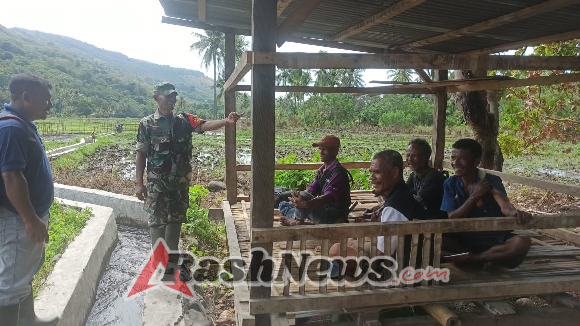 Dari Sawah ke Solusi: Babinsa Aktif Bina Petani Hadapi Hama dan Penyakit Tanaman