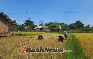 Dukung Ketahanan Pangan, Babinsa Karera Turun ke Sawah Panen Padi