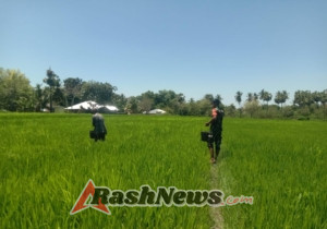 Wujud Kepedulian TNI, Babinsa Pahunga Lodu Dukung Hanpangan Lewat Pemupukan Padi