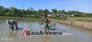 Babinsa Koramil 1612-03/Borong Terjun Langsung Bantu Petani Tanam Padi di Desa Golo Runtuk