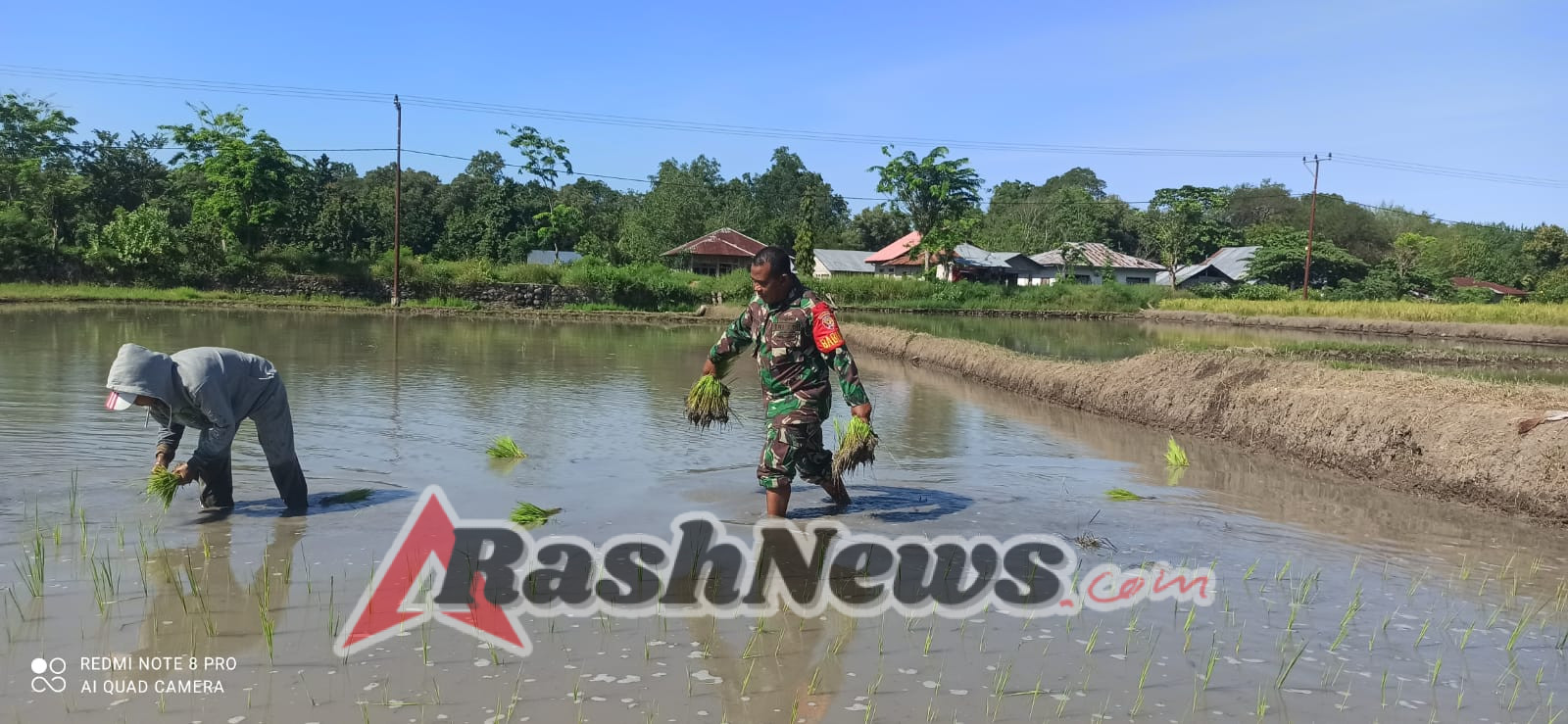 Babinsa Koramil 1612-03/Borong Terjun Langsung Bantu Petani Tanam Padi di Desa Golo Runtuk