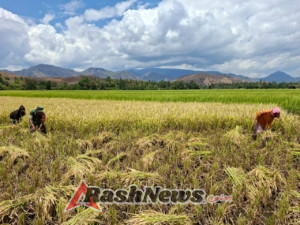 Babinsa dan BPP Kotabaru Sinergi Dukung Ketahanan Pangan Lewat Panen Padi