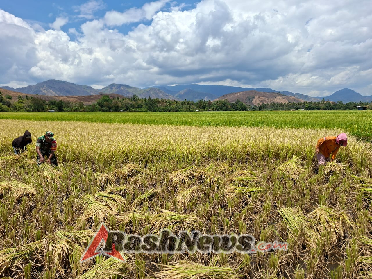 Babinsa dan BPP Kotabaru Sinergi Dukung Ketahanan Pangan Lewat Panen Padi