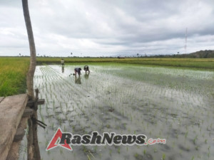 Babinsa Kodim 1601/Sumba Timur Dampingi Petani Tanam Padi di Musim Tanam