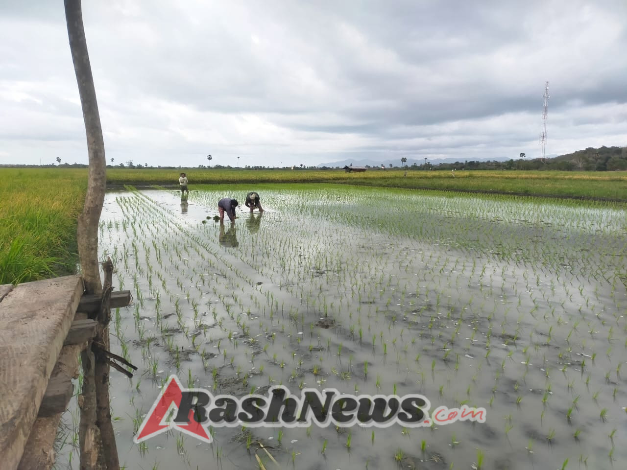Babinsa Kodim 1601/Sumba Timur Dampingi Petani Tanam Padi di Musim Tanam