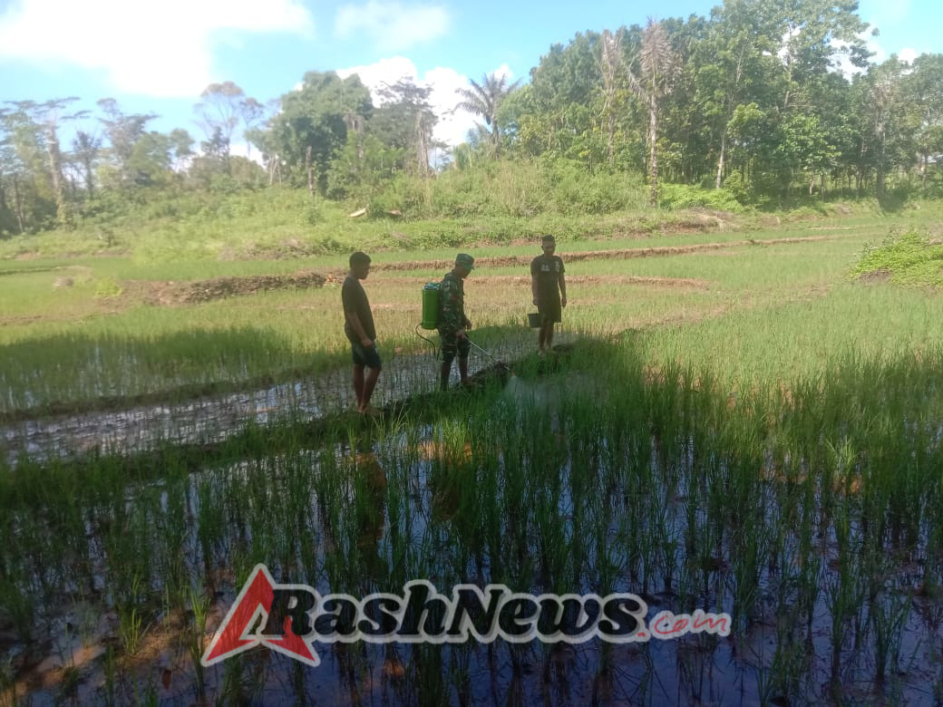 Sinergi TNI dan Petani, Babinsa Koramil 1612-03/Macang Pacar Turut Serta dalam Pemberantasan Hama Padi