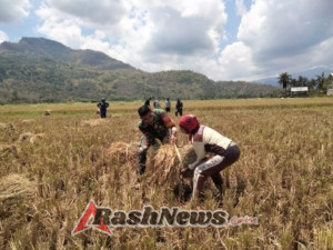 Dukung Ketahanan Pangan, Babinsa Maurole Turun Langsung Bantu Petani Panen Padi