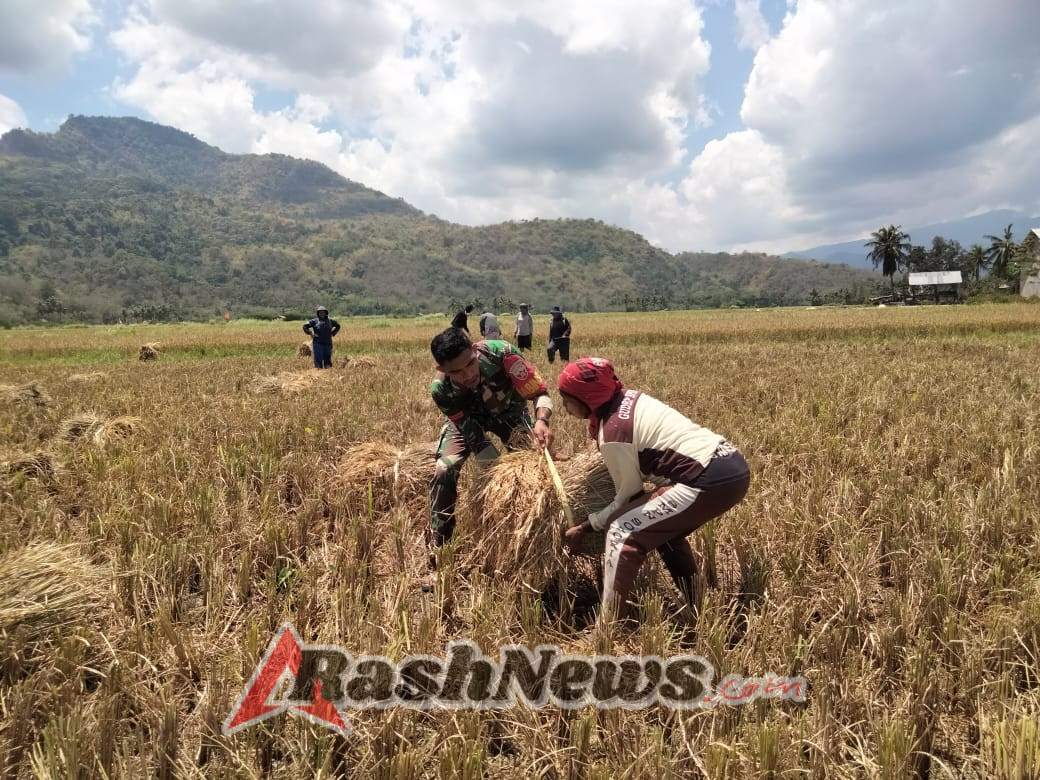Dukung Ketahanan Pangan, Babinsa Maurole Turun Langsung Bantu Petani Panen Padi
