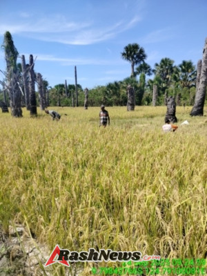 Serka Amos Nau Babinsa  Kodim 1621/ TTS, Dampingi Petani Panen Padi Di Desa Baus Boking