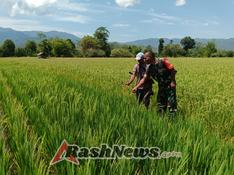 Serda Fransiskus A. Moa Tinjau Sawah Kelompok Tani Lande Kapa