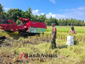 TNI Hadir di Tengah Petani, Babinsa Maurole Bantu Panen Padi di Lahan 1 Hektare