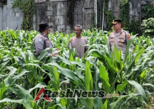 Kapolsek Ubud Bersama Bhabinkamtibmas Singakerta dan Petani Cek Lahan Tanaman Jagung