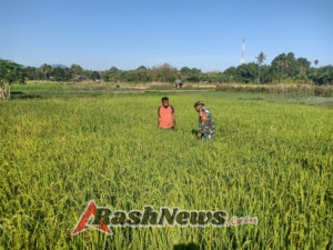 Babinsa Alor Barat Laut Dukung Produktivitas Petani Melalui Kerja Bakti