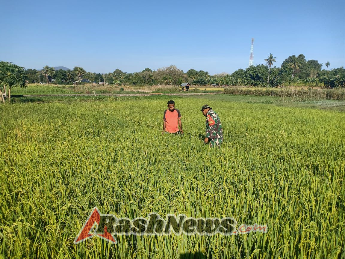 Babinsa Alor Barat Laut Dukung Produktivitas Petani Melalui Kerja Bakti