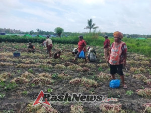 Wujud Nyata Kepedulian TNI, Babinsa Koramil 1612-02/Reok Turun Langsung di Panen Bawang Merah