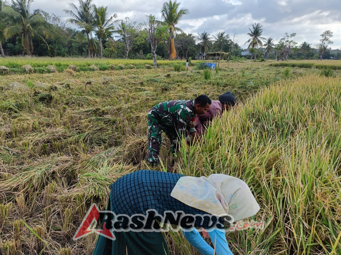 Gotong Royong Babinsa Dan Petani Babau Panen Padi