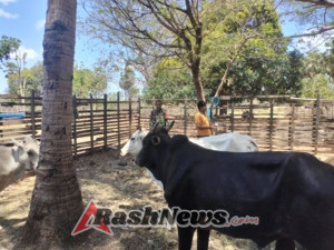 Sinergi Babinsa dan Dinas Peternakan: Suntik Vitamin Sapi Milik Warga Tesabela