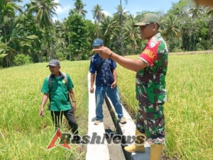 Sinergi TNI dan Petani, Babinsa Laksanakan Han Pangan dan Pamwil di Desa Woloau